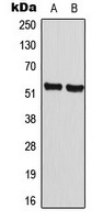 Anti-Cyclin A1 Antibody