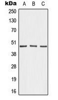 AKAP5 antibody