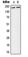 Anti-Separase (Phospho-S1126/801) Antibody