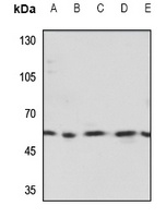 TESK2 antibody