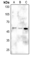 CD2BP2 antibody