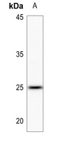 LYPLA1 antibody