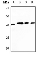 CDC42EP2 antibody