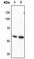 Anti-CRMP3 Antibody