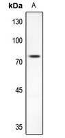 AKAP10 antibody