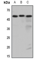 Histamine H3 Receptor antibody