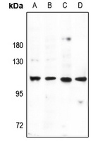 p116 Rip antibody