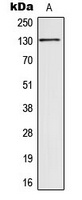 Anti-SIN3B Antibody