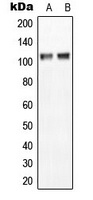 Anti-NGEP Antibody