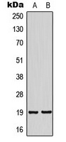 NSG2 antibody