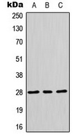 Anti-HES6 Antibody