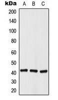 Histone Deacetylase 8 (phospho-S39) antibody