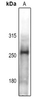 Anti-BAF250B Antibody