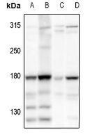 HECW2 antibody