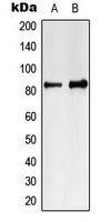 MARK4 antibody