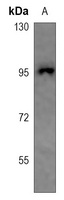 CHSY2 antibody