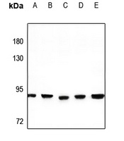 Anti-PNPT1 Antibody