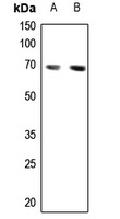 CABLES1 antibody