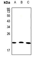 Claudin 19 antibody