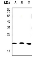 Anti-Claudin 19 Antibody