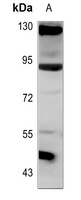 ANKRD20A3 antibody