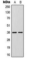 Anti-KLF1/5/7 Antibody