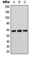 Cytochrome P450 11B1/2 antibody