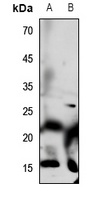 Defensin alpha 1 antibody