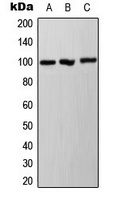 Ah Receptor (phospho-S36) antibody