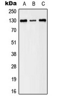 EPHB1/2 (phospho-Y594/604) antibody