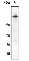 IGF1 Receptor (phospho-Y1161) antibody