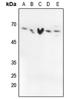 SMAD2/3 (phospho-T8) antibody