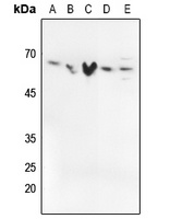 Anti-SMAD2/3 (Phospho-T8) Antibody