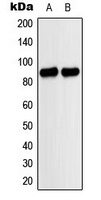 MARK antibody