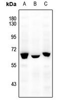 NFIA antibody