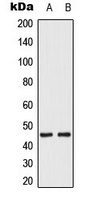 MKK1/2 (phospho-S222/226) antibody