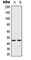 Anti-MKK1/2 (Phospho-S222/226) Antibody