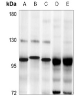 Anti-SP3/4 Antibody