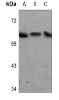 Synaptotagmin antibody