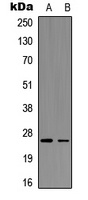 AID antibody