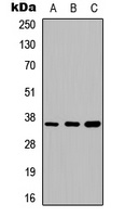 Anti-Annexin A5 Antibody