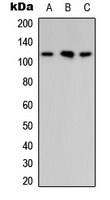 Anti-ARHGAP30 Antibody