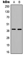 Ataxin 7L3 antibody