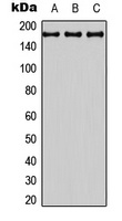 Anti-BAI3 Antibody
