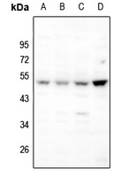 Anti-BAMBI Antibody