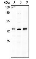 Anti-BGT-1 Antibody