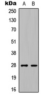 C1QL3 antibody