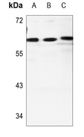 Cadherin 23 antibody