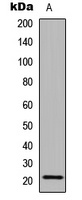 CALML6 antibody