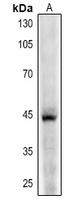 CD123 antibody